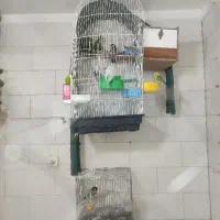 قفس طوطی