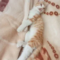 بچه گربه