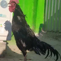 خروس لاری بلند