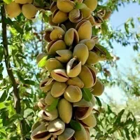 نهالستان فروش ویژه انواع صنوبر ، میوه ، گردو