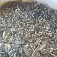 تخمه کانادایی