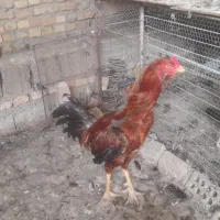 خروس لاری