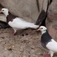 سلام ی جفت طوقی مامله عروسی هلندی