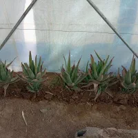 فروش برگ الویه ورا