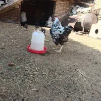 فروش یک عدد خروس