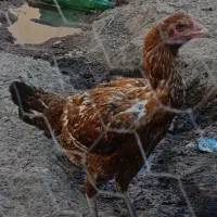 مرغ لاری اصل طلا