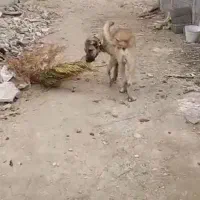 با سلام خدمت عشق بازان عزیز و حیوان دوست