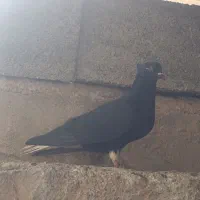 کبوتر|پرنده|پلدختر, |دیوار