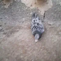 کبوتر