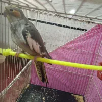 عروس هلندی