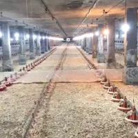 فروش مرغداری