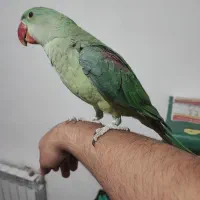 شاه طوطی