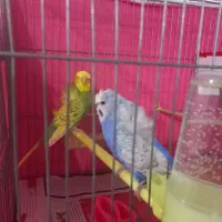 مرغ عشق پروانه ای