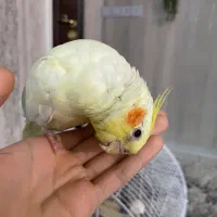 عروس‌‌هلندی