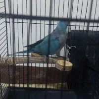 طوطی راهب گم شده