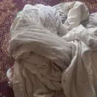 پشه بند بزرگ
