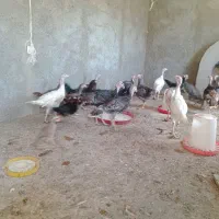 فروش مرغ بومی وبوقلمون