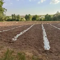 زیره کبوتر تر و تمیز
