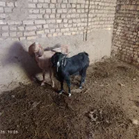 دوعدد بز پاکستانی