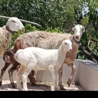 2میش چینی زاییده شکم اول دوم جنس خیله بالاعطیقه