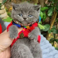 گربه اسکاتیش بیریتیش بلو  دوست داشتنی