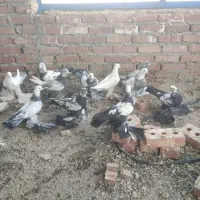 کفتر پاپر نژاد قدیمی