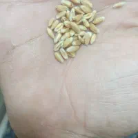 گندم خوب تمیز پربرکت