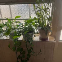گل طبیعی|گل و گیاه طبیعی|ایذه, |دیوار