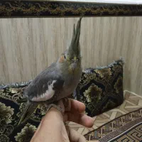 عروس هلندی