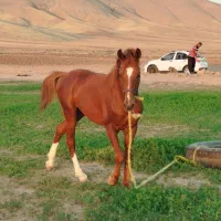 اسب کرد|اسب و تجهیزات اسبسواری|طرهان, |دیوار
