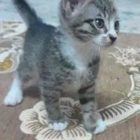گربه