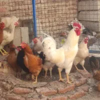 مرغ و خروس گلپایگانی محلی