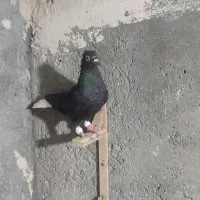 کبوتر
