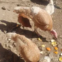تخم بوقلمون بوربورن تازه نطفه دار