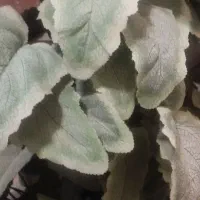 گل مصنوعی