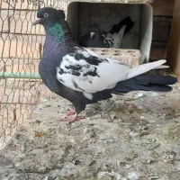 جفت سینه دم سیاه درشت