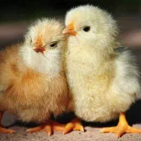 مرغداری-گوشتی