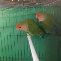 طوطی کوتوله برزیلی