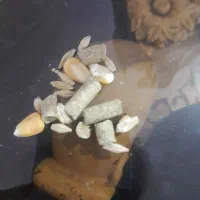 پلت خرگوش