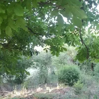 فروش-باغ