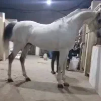اسب عرب یه سر