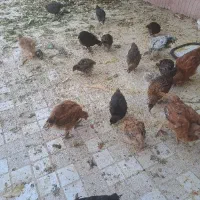 وارک ۴ ماه موجود هست