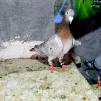 کفتر سار