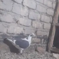 کبوتر پلاکی یا مسافتی مسابقه ای