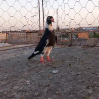 کبوتر