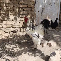 خروس برهما