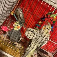 عروس هلندی