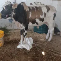 گوساله نر