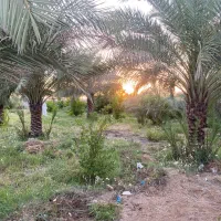 نیازمند باغبان کشت و ابیاری اوکالیپتوس