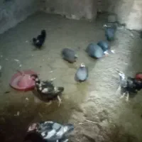 مرغ و خروس شاخدارومرغ و خروس گلین مرغ و خروس لاری